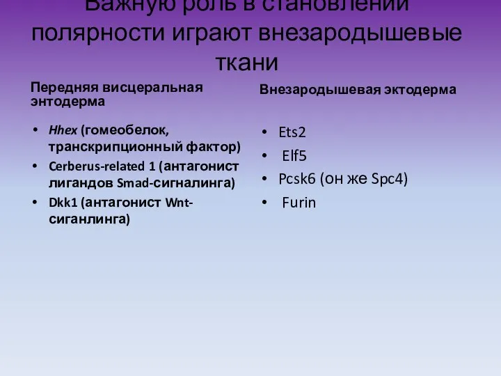 Важную роль в становлении полярности играют внезародышевые ткани Передняя висцеральная энтодерма