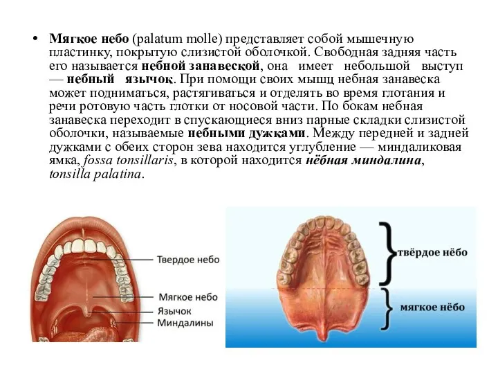 Мягкое небо (palatum molle) представляет собой мышечную пластинку, покрытую слизистой оболочкой.