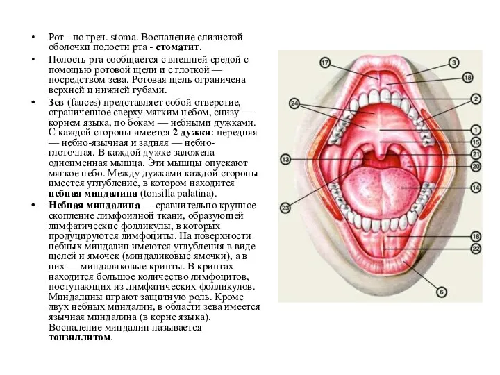 Рот - по греч. stoma. Воспаление слизистой оболочки полости рта -