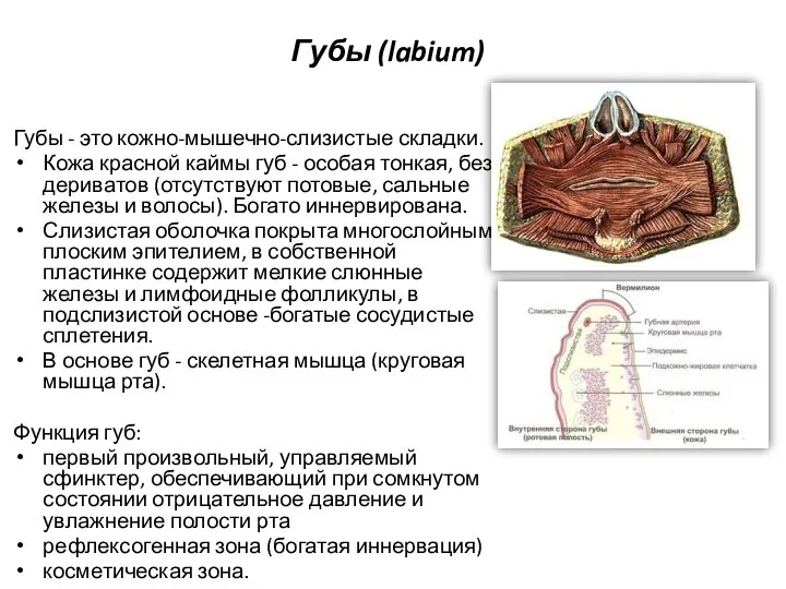 Губы (labium) Губы - это кожно-мышечно-слизистые складки. Кожа красной каймы губ