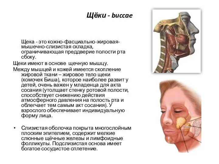 Щёки - buccae Щека - это кожно-фасциально-жировая-мышечно-слизистая складка, ограничивающая преддверие полости