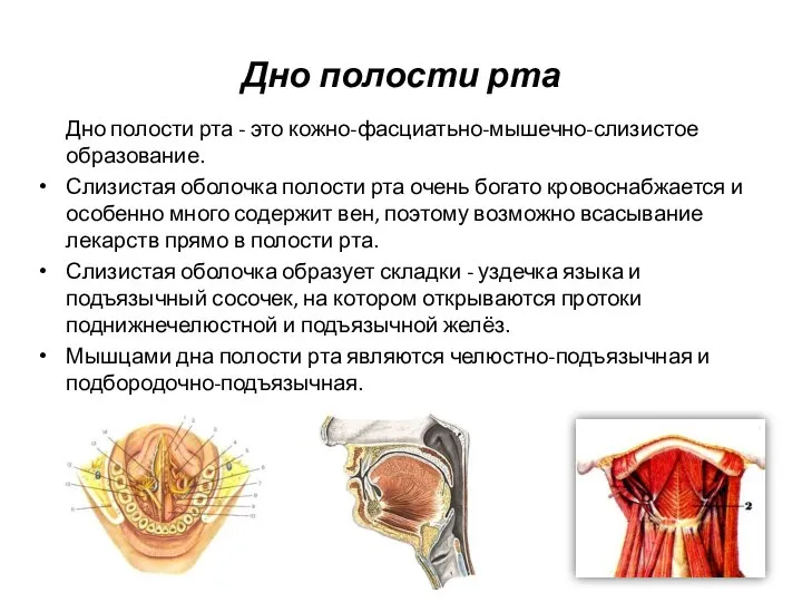 Дно полости рта Дно полости рта - это кожно-фасциатьно-мышечно-слизистое образование. Слизистая