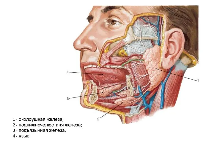 1 - околоушная железа; 2 - поднижнечелюстаня железа; 3 - подъязычная железа; 4 - язык