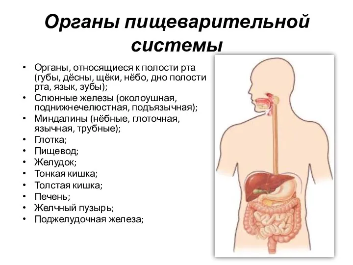 Органы пищеварительной системы Органы, относящиеся к полости рта (губы, дёсны, щёки,