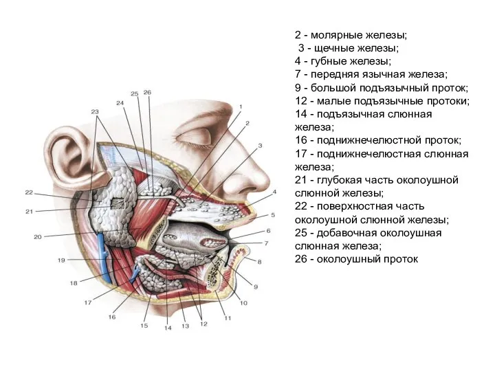 2 - молярные железы; 3 - щечные железы; 4 - губные