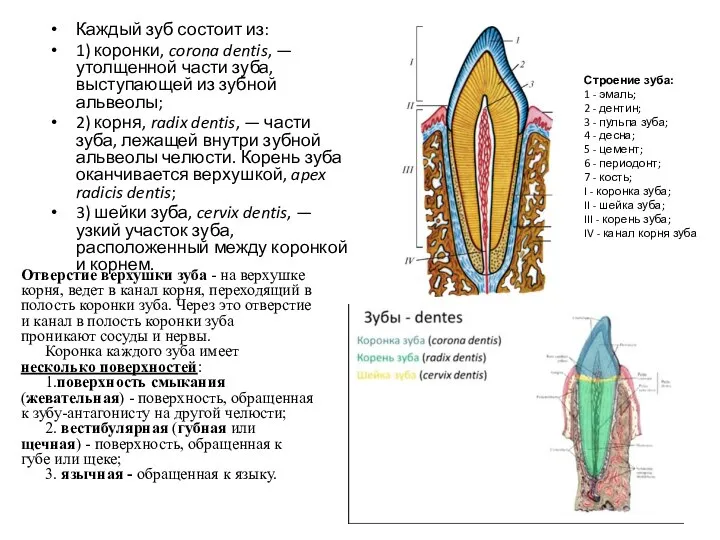 Каждый зуб состоит из: 1) коронки, corona dentis, — утолщенной части