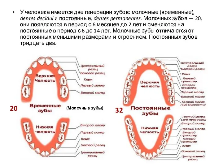 У человека имеется две генерации зубов: молочные (временные), dentes decidui и