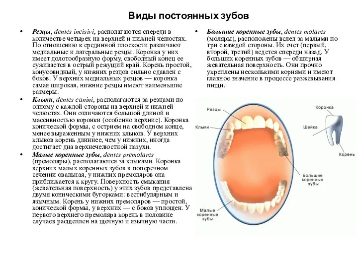 Виды постоянных зубов Резцы, dentes incisivi, располагаются спереди в количестве четырех