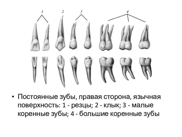 Постоянные зубы, правая сторона, язычная поверхность: 1 - резцы; 2 -