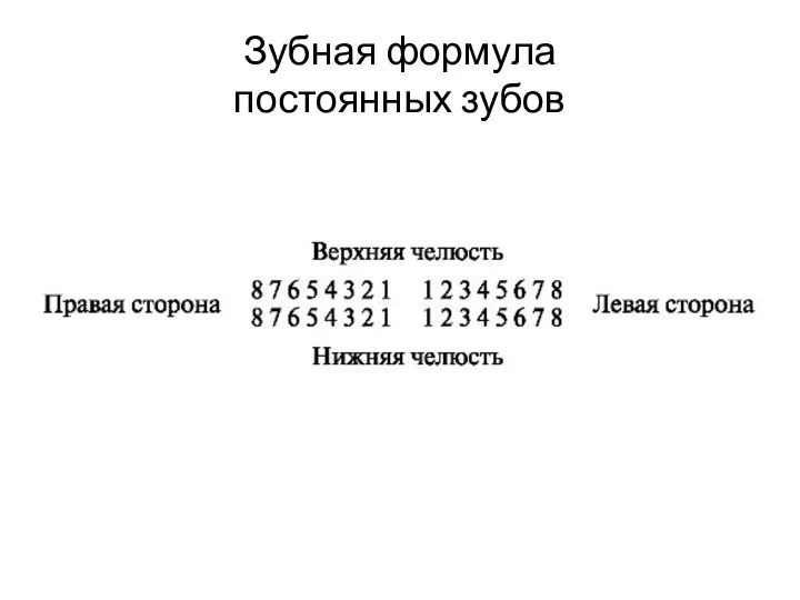 Зубная формула постоянных зубов