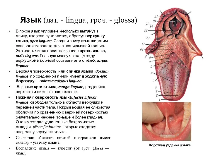 Язык (лат. - lingua, греч. - glossa) В покое язык уплощен,