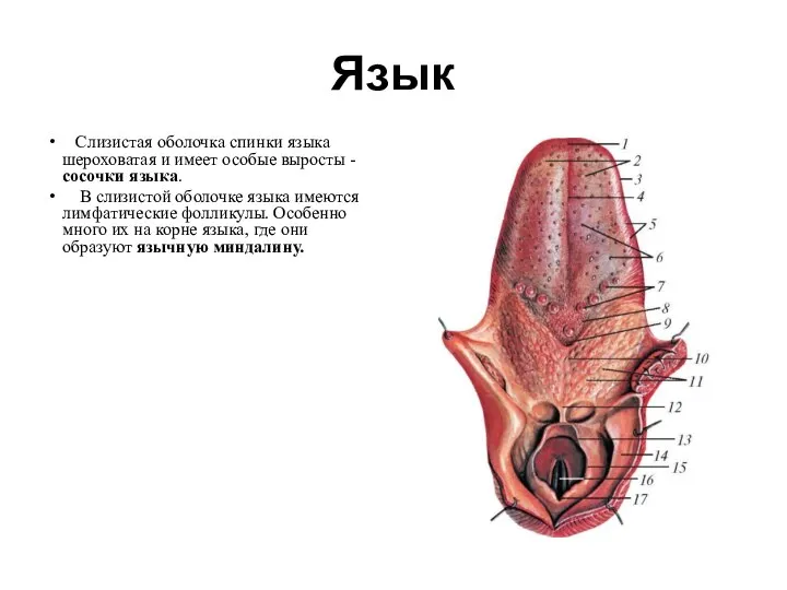 Язык Слизистая оболочка спинки языка шероховатая и имеет особые выросты -
