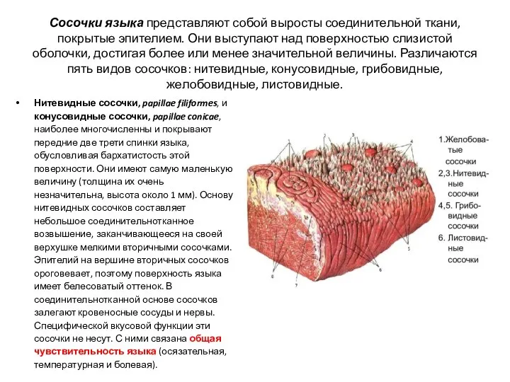 Сосочки языка представляют собой выросты соединительной ткани, покрытые эпителием. Они выступают