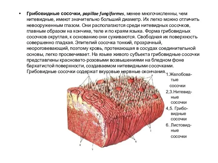 Грибовидные сосочки, papillae fungiformes, менее многочисленны, чем нитевидные, имеют значительно больший