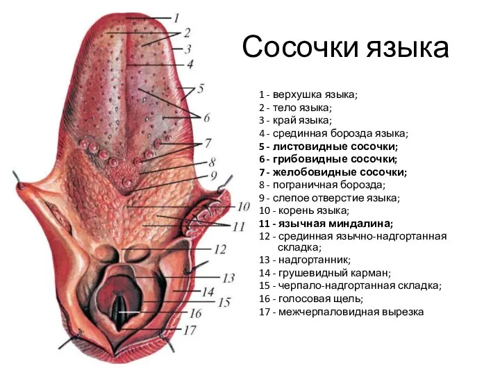 Сосочки языка 1 - верхушка языка; 2 - тело языка; 3