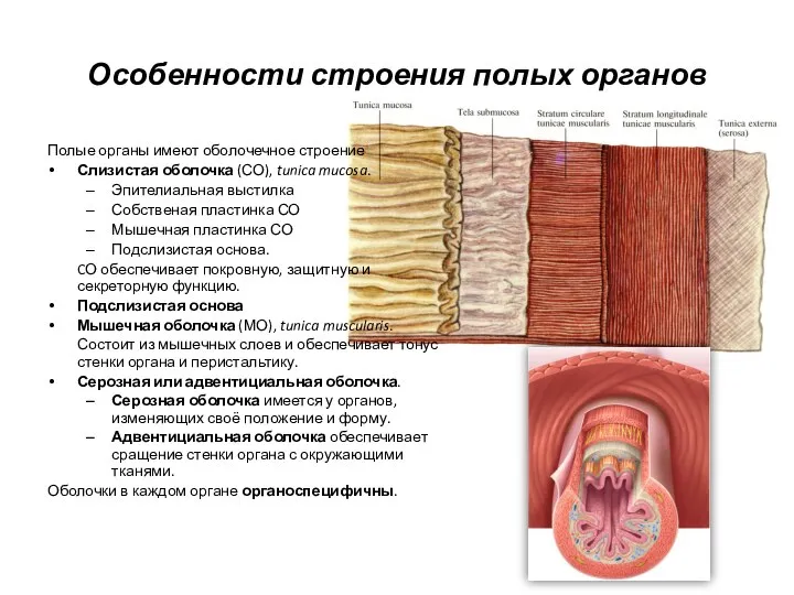 Особенности строения полых органов Полые органы имеют оболочечное строение Слизистая оболочка