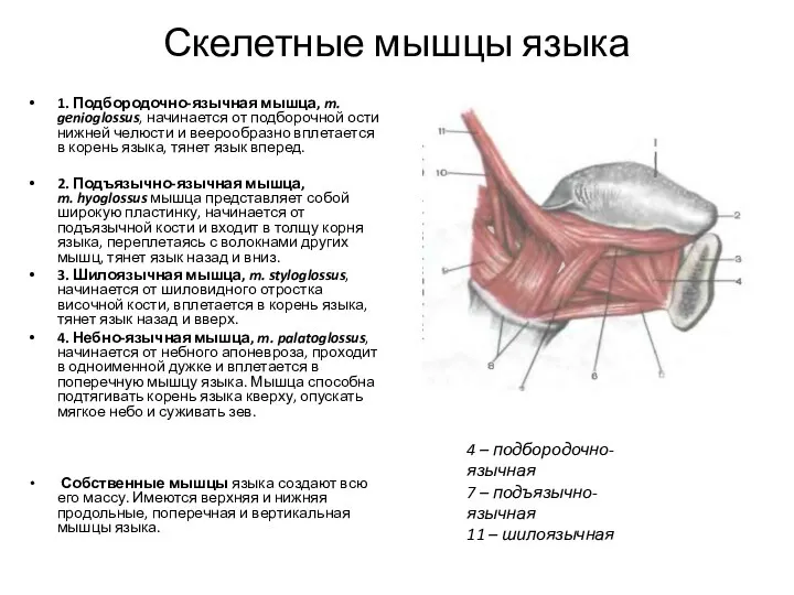 Скелетные мышцы языка 1. Подбородочно-язычная мышца, m. genioglossus, начинается от подборочной