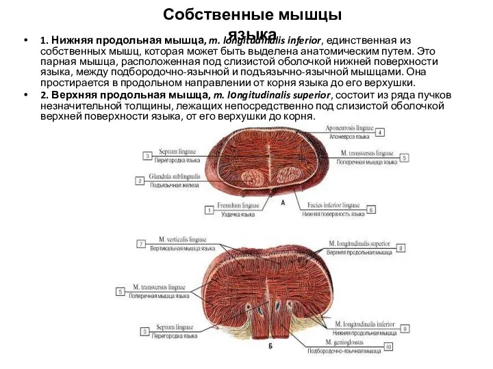 Собственные мышцы языка 1. Нижняя продольная мышца, m. longitudinalis inferior, единственная
