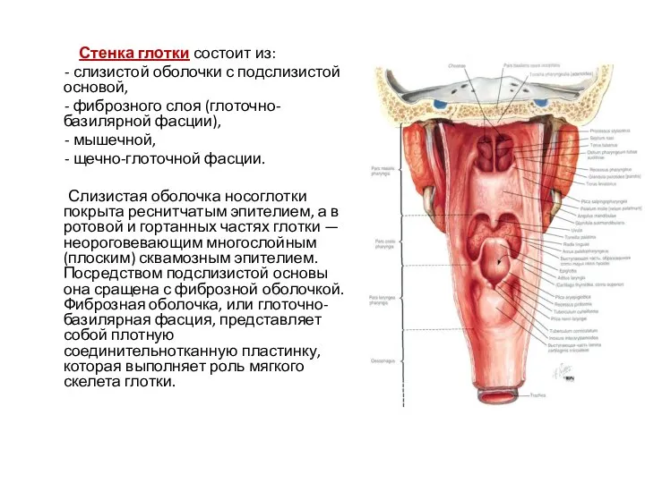 Стенка глотки состоит из: - слизистой оболочки с подслизистой основой, -