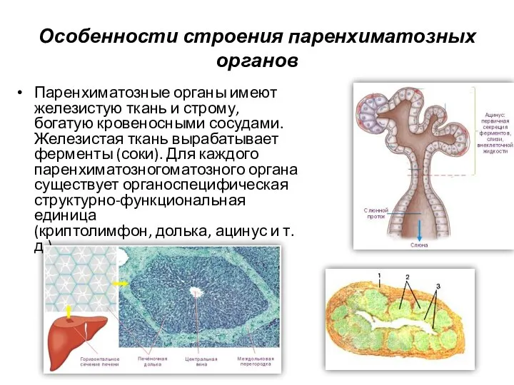 Особенности строения паренхиматозных органов Паренхиматозные органы имеют железистую ткань и строму,