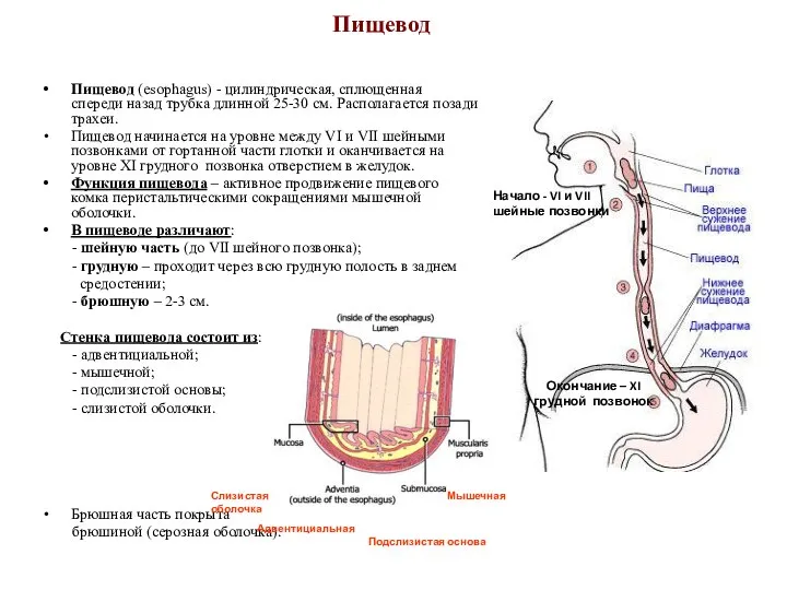 Пищевод Пищевод (esophagus) - цилиндрическая, сплющенная спереди назад трубка длинной 25-30