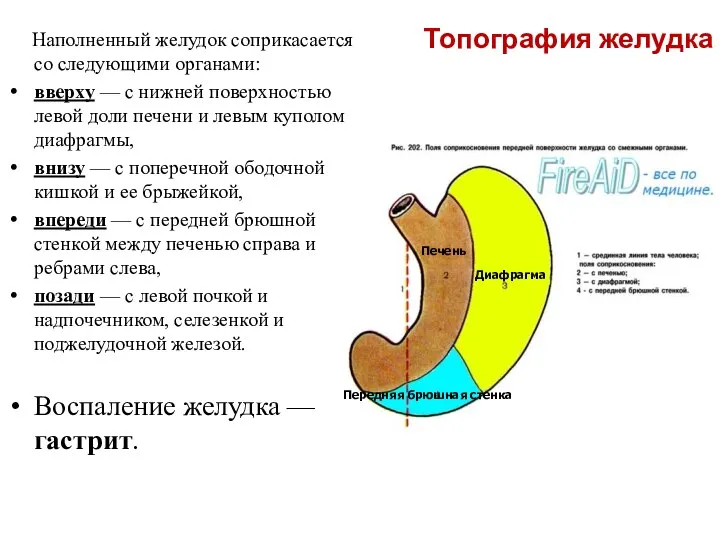 Топография желудка Наполненный желудок соприкасается со следующими органами: вверху — с