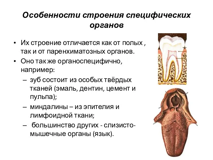 Особенности строения специфических органов Их строение отличается как от полых ,