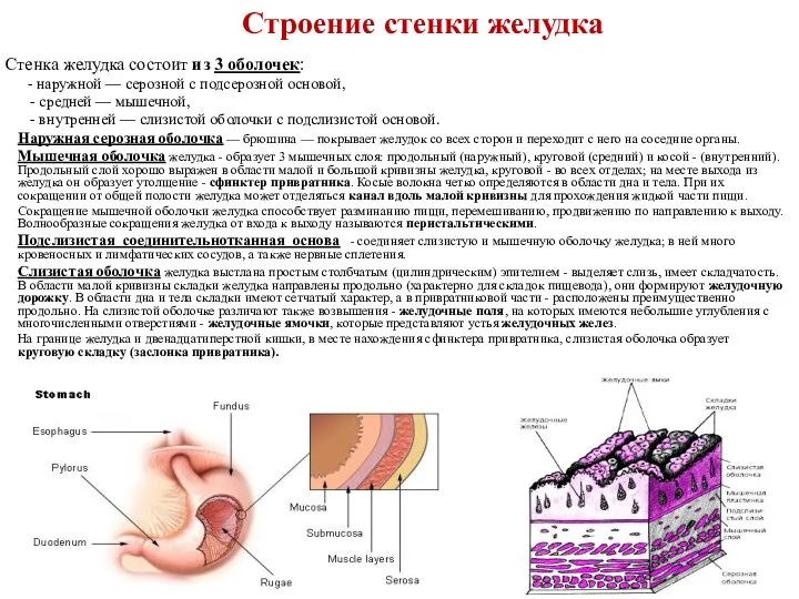 Строение стенки желудка Стенка желудка состоит из 3 оболочек: - наружной