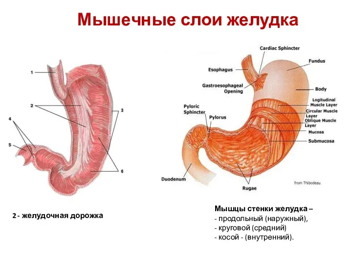 Мышечные слои желудка 2 - желудочная дорожка Мышцы стенки желудка –