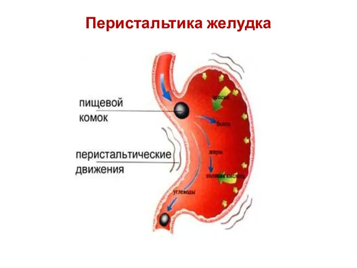 Перистальтика желудка