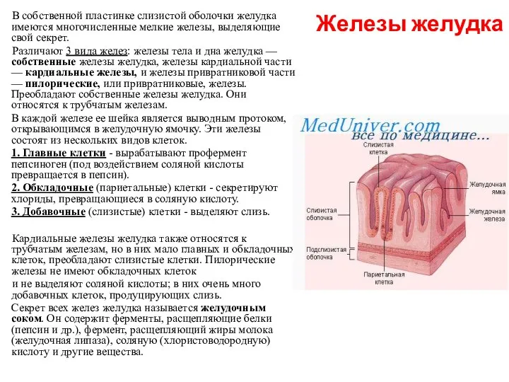 Железы желудка В собственной пластинке слизистой оболочки желудка имеются многочисленные мелкие