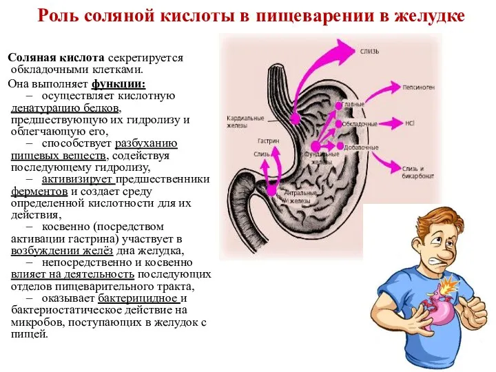 Роль соляной кислоты в пищеварении в желудке Соляная кислота секретируется обкладочными