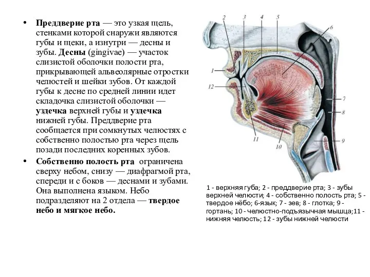 Преддверие рта — это узкая щель, стенками которой снаружи являются губы