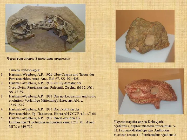 Черепа парейазавров Deltavjatia vjatkensis, первоначально описанные А.П. Гартман-Вайнберг как Anthodon rossicus