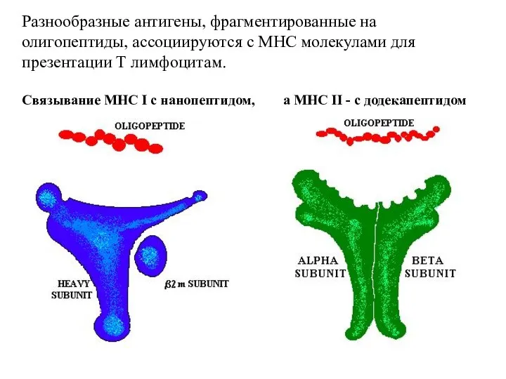 Разнообразные антигены, фрагментированные на олигопептиды, ассоциируются с МНС молекулами для презентации