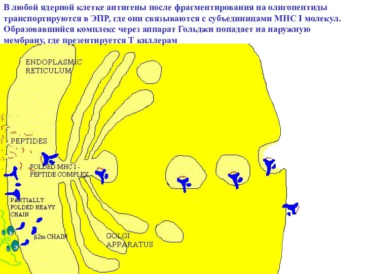 В любой ядерной клетке антигены после фрагментирования на олигопептиды транспортируются в