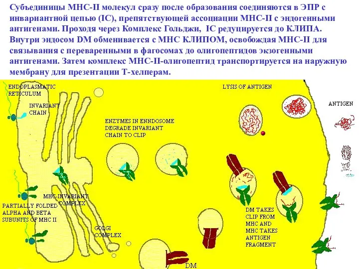 Субъединицы MHC-II молекул сразу после образования соединяются в ЭПР с инвариантной