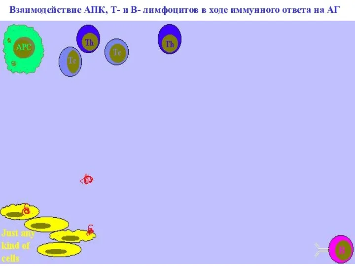 Взаимодействие АПК, Т- и В- лимфоцитов в ходе иммунного ответа на АГ