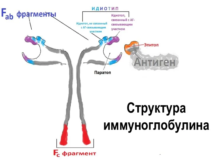 Структура иммуноглобулина