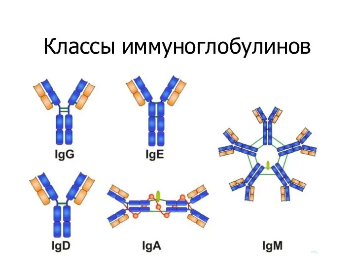 Классы иммуноглобулинов