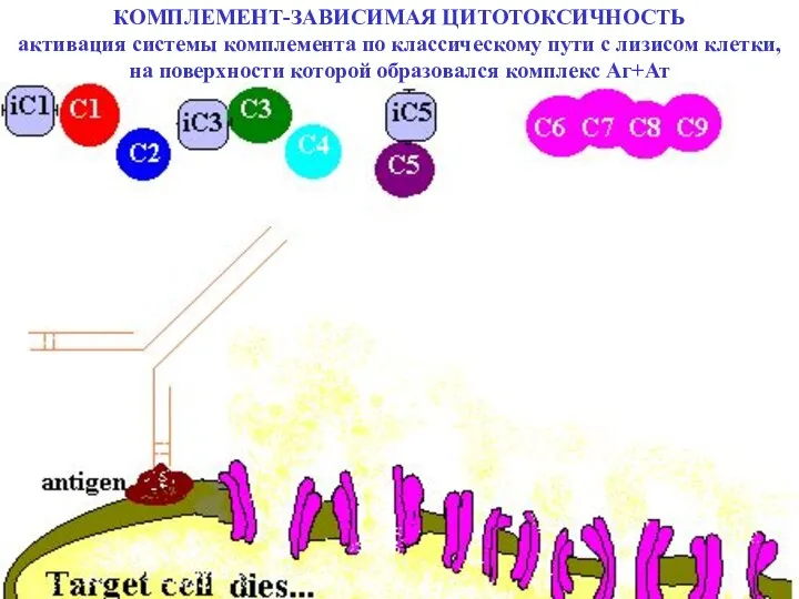 КОМПЛЕМЕНТ-ЗАВИСИМАЯ ЦИТОТОКСИЧНОСТЬ активация системы комплемента по классическому пути с лизисом клетки,