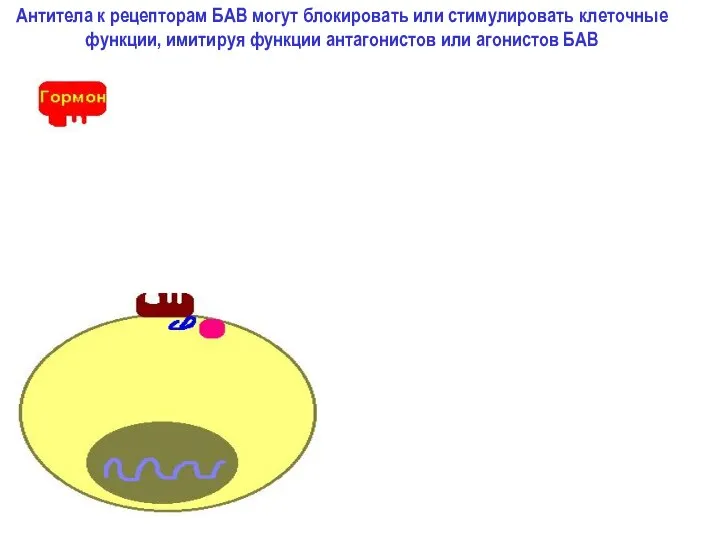 Антитела к рецепторам БАВ могут блокировать или стимулировать клеточные функции, имитируя функции антагонистов или агонистов БАВ