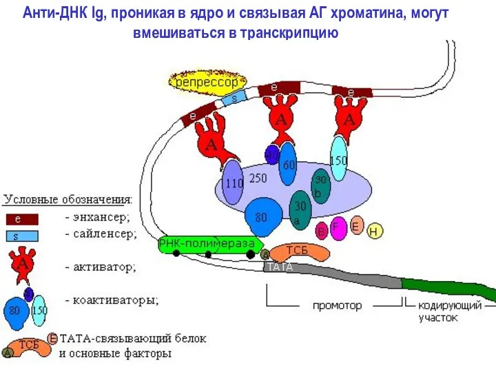 Анти-ДНК Ig, проникая в ядро и связывая АГ хроматина, могут вмешиваться в транскрипцию