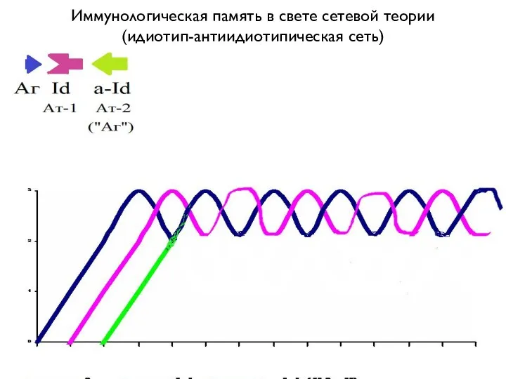 Иммунологическая память в свете сетевой теории (идиотип-антиидиотипическая сеть)
