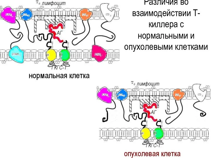 Различия во взаимодействии Т-киллера с нормальными и опухолевыми клетками