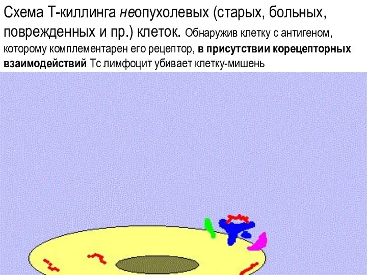 Схема Т-киллинга неопухолевых (старых, больных, поврежденных и пр.) клеток. Обнаружив клетку