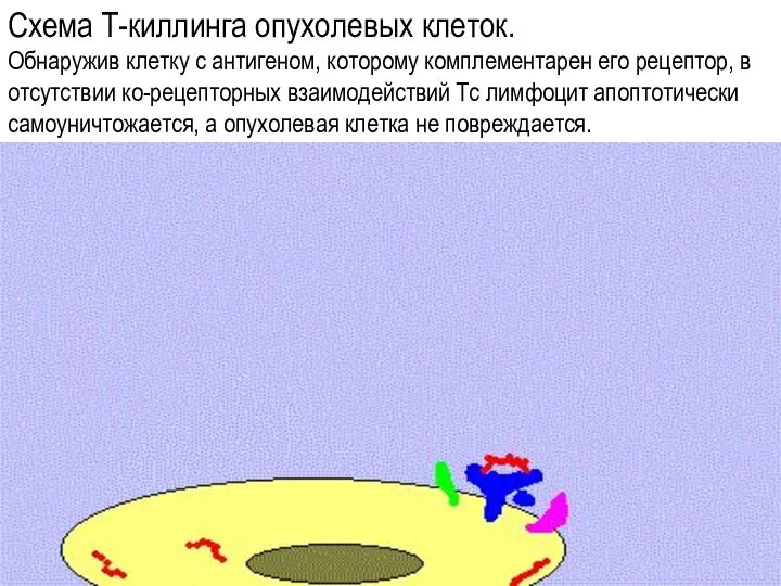 Схема Т-киллинга опухолевых клеток. Обнаружив клетку с антигеном, которому комплементарен его