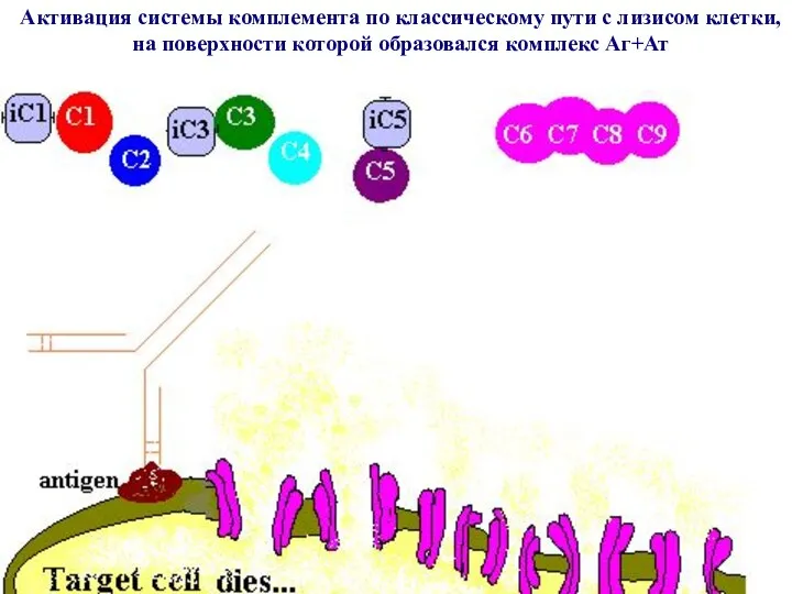 Активация системы комплемента по классическому пути с лизисом клетки, на поверхности которой образовался комплекс Аг+Ат