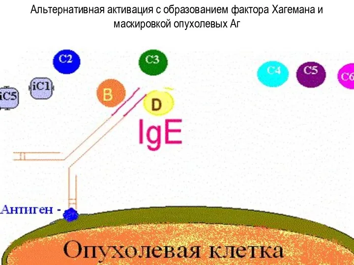 Альтернативная активация с образованием фактора Хагемана и маскировкой опухолевых Аг