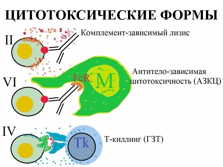 ЦИТОТОКСИЧЕСКИЕ ФОРМЫ